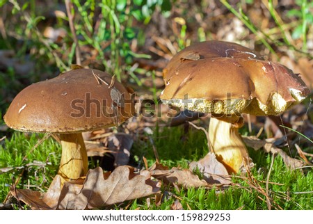 Mushrooms in the autumn forest/Mushrooms in the autumn forest/Mushrooms in the autumn forest