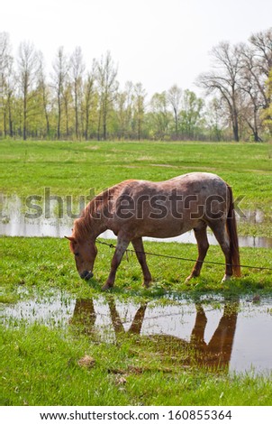 Horse eating grass on the background of green field/Horse eating grass/Horse eating grass