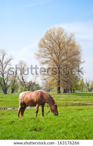 Horse eating grass on the background of green field/Horse eating grass/Horse eating grass