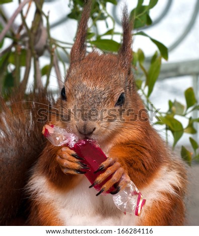 Red squirrel eating candy in a wrapper/Red squirrel/Red squirrel