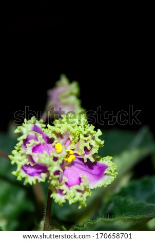 Blooming African violet isolated on black/Blooming violet/Blooming African violet