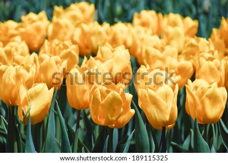 Beautiful yellow tulips, April, Ukraine/Yellow tulips/Beautiful yellow tulips