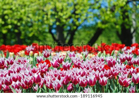 Beautiful tulips, April, Ukraine/Tulips/Beautiful tulips