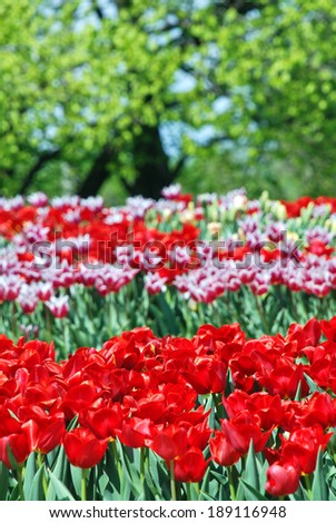 Beautiful tulips, April, Ukraine/Tulips/Beautiful tulips