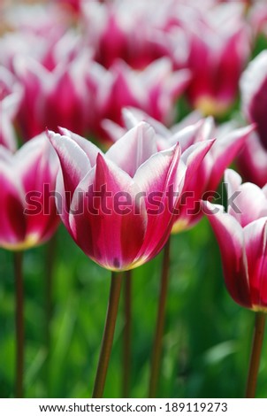 Beautiful tulips in April, Ukraine/Tulips/Beautiful tulips