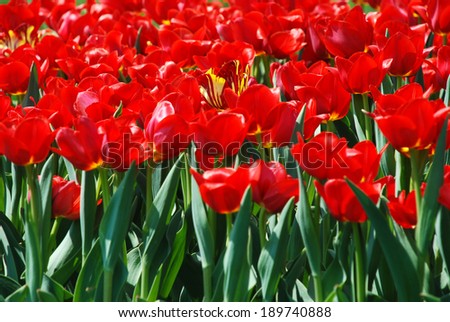 Red tulips in botanical garden, April, Ukraine/Red tulips/Red tulips in botanical garden, April, Ukraine