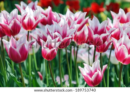 Beautiful pink tulips, April, Ukraine/Tulips/Beautiful tulips