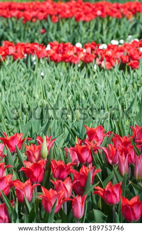 Beautiful red tulips, April, Ukraine/Tulips/Beautiful tulips