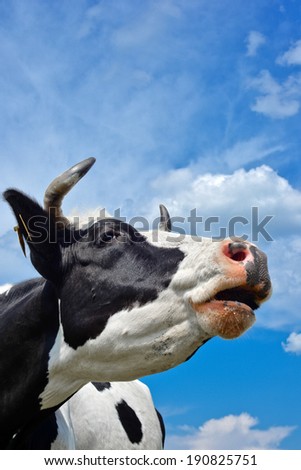 The portrait of cow on the background of blue sky, Kyiv region, Ukraine/The portrait of cow /The portrait of cow on the background of blue sky
