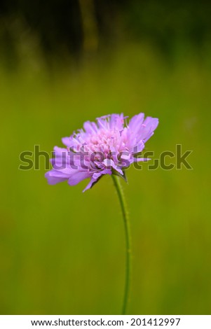 Wild flower on summer meadow/Wild flower/Wild flower on summer meadow