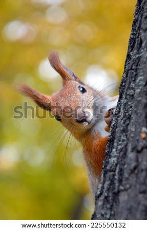 Portrait of a red squirrel in autumn forest/Portrait of red squirrel/Portrait of a red squirrel in autumn forest