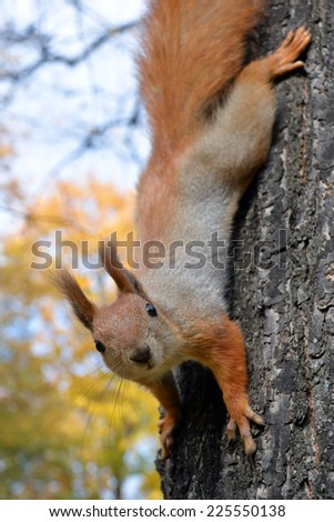 Portrait of a red squirrel in autumn forest/Portrait of red squirrel/Portrait of a red squirrel in autumn forest