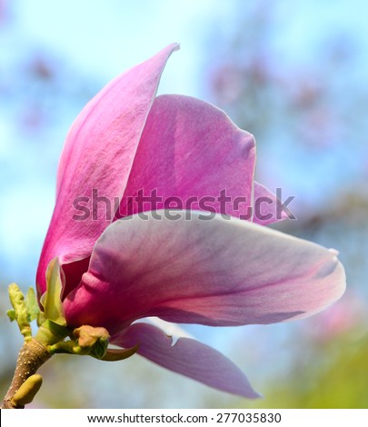 Beautiful magnolia flower/Magnolia/Magnolia flower