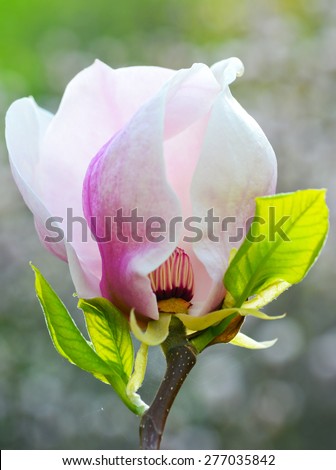 Beautiful magnolia flower/Magnolia/Magnolia flower