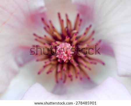 Closeup of center part of magnolia flower with stamen/Magnolia flower/Closeup of center part of magnolia flower