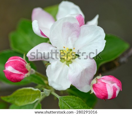 Macro of tender apple flower/Apple flower/Macro of apple flower