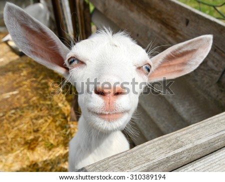 Funny goat on farm/Funny goat/Funny goat on farm, Ukraine