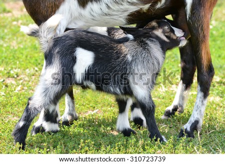 Little kid with mom drinks milk/ Little kid and mather goat/ Little kid with mom drinks milk on farm