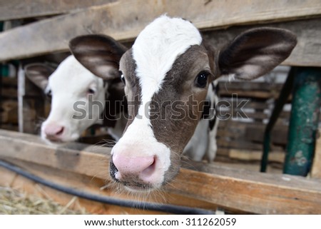 Two cute calves in the barn/Calves/Two cute calves in the barn, Ukraine