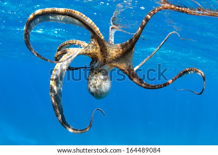 portrait of a wild octopus under water.