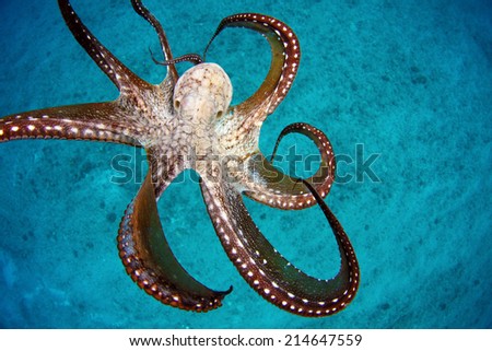 A wild octopus photographed in the ocean.