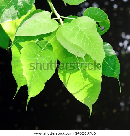 pipal or peepul or sacred fig leaf