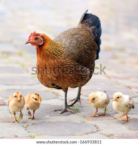 Mother hen and her chicks