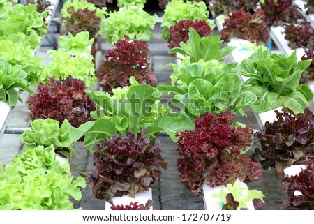 Organic hydroponic vegetable garden