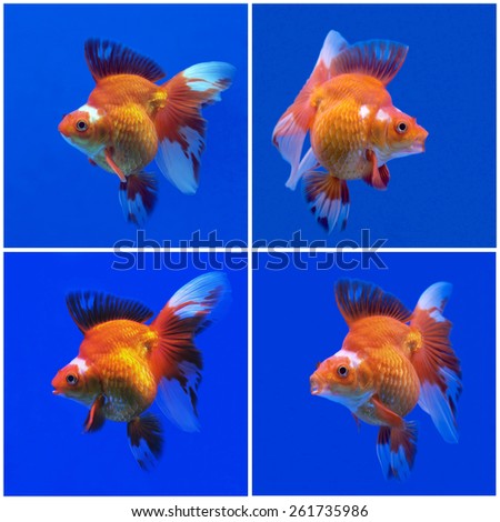 collection of beautiful goldfish  in fish tank