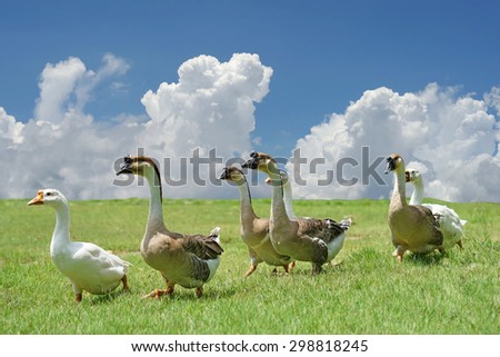 group of domestic goose walking on the field with beautiful sky background