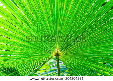 Palm leaves in a detailed plan for backlit