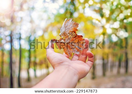 falling autumn leaves in hands on blurred background