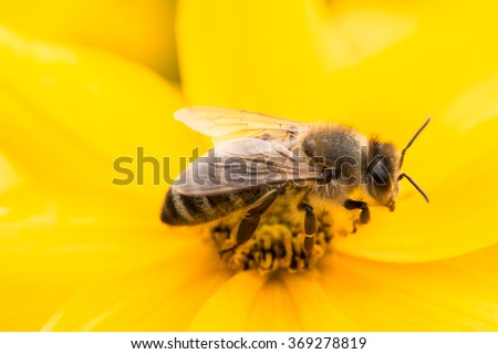 detail of active single bee collecting pollen on yellow corepsis sunflower blossom