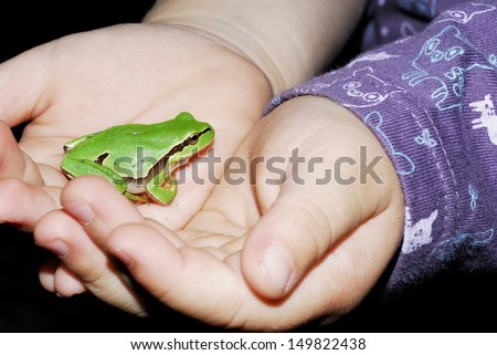 European treefrog \