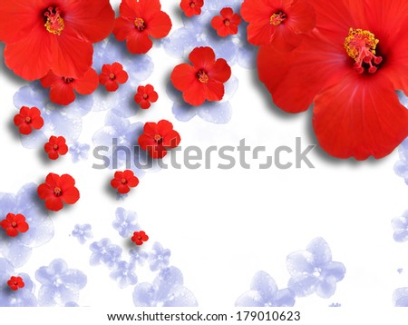 Flowers on a white background for text