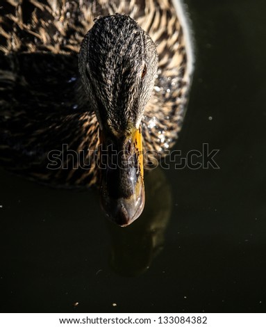 Dramatic down shot on a female Mallard Duck