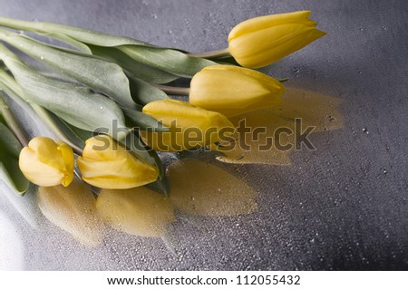 Beautiful  yellow spring cheerful tulip blossom  over wet  grey mirror  background