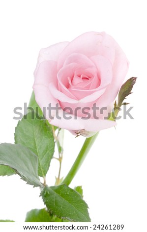 beautiful white rose flowers. eautiful rose flowers