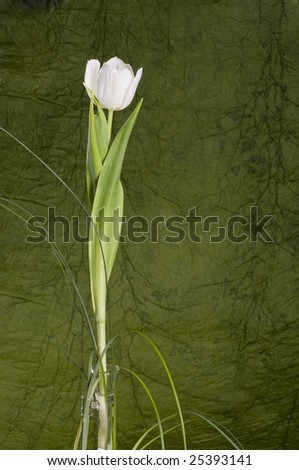 Beautiful white tulip in a vase over green textured background