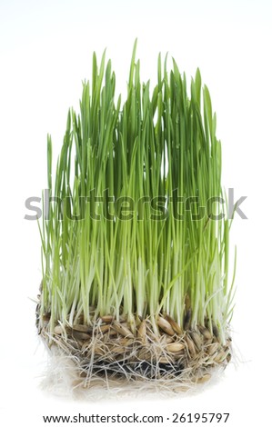 wheat green grass