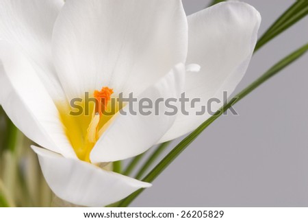Beautiful tender flower of white crocus with yellow middle.