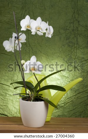 Beautiful white orchid in a pot with watering can over green textured background