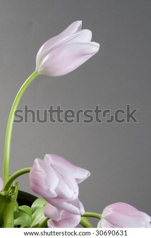 Pink tulips bunch over grey background