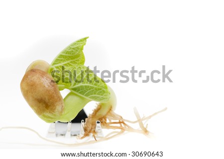 germination of seed. Bean Seed Germination Isolated