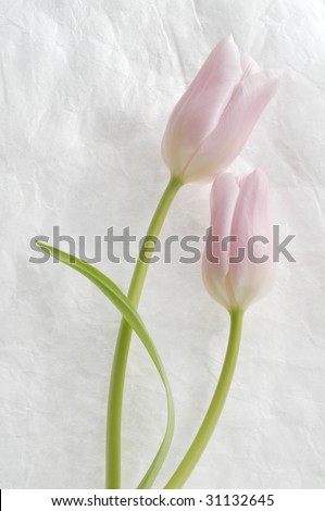 Pair of tulips over white textured crushed background