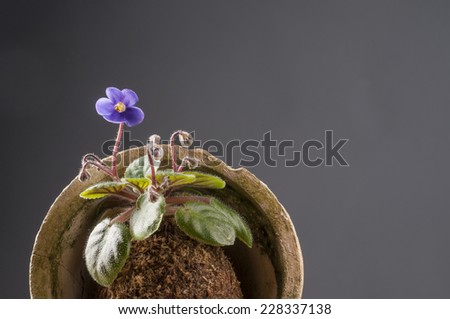Beautiful violet in a moss ball over dark grey background