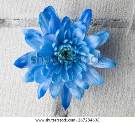 Blue chrysanthemum flower over grey brick wall