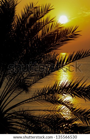 Sun Set palm tree and sea as a background