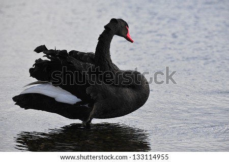 Single black swan standing in a lake with the breeze rustling its feathers