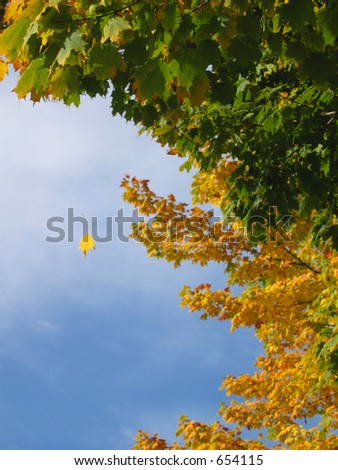 Autumn leaf falling from a tree